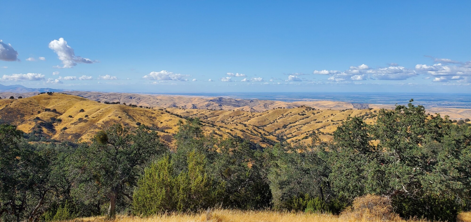 Looking out on the ranch’s golden rolling hills in the diablo range, with Mt. Diablo visible to the left of the photo and the Central Valley to the right, in summer with some clouds in the blue sky.