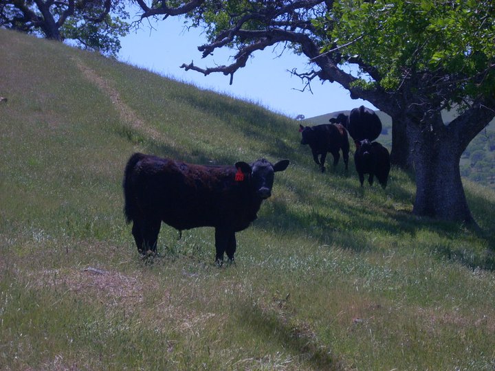 A young steer looking at camera in green spring grass, in the foothills with other cattle behind him. 
