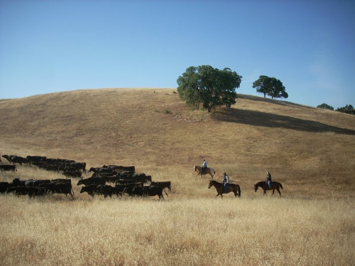 Three people on horseback herding group of cattle along sidehill on the ranch. 
