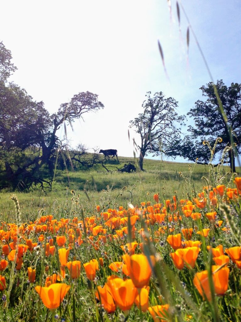 California golden poppies with Cow walking along hill side in the background. Spring day with green grass and bright blue sky.