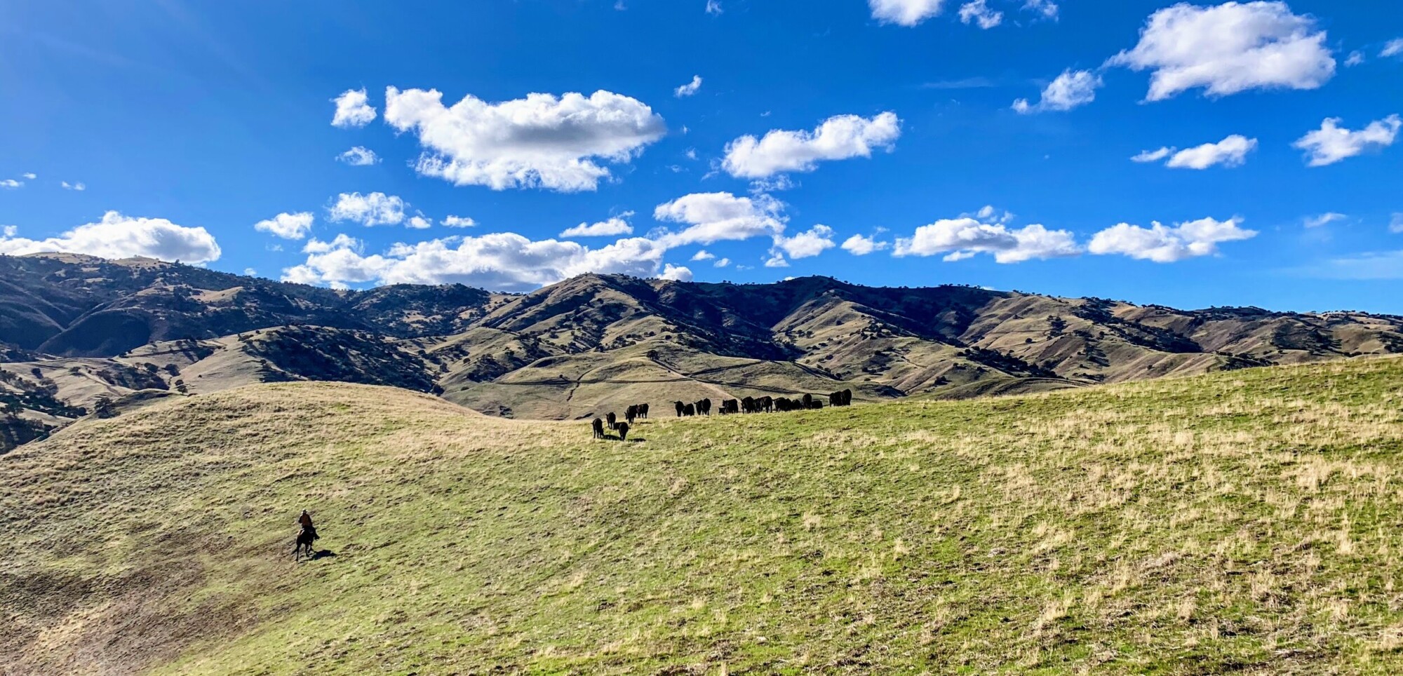 Green-gold rolling hills, with group of cattle in the foreground and blue sky with white clouds