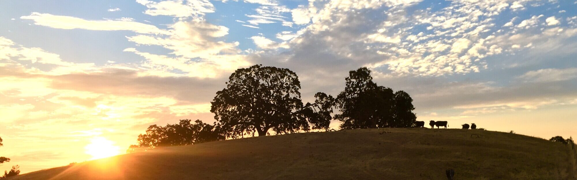 Golden hill at sunset, with oak trees silhouetted against a light blue sky with white clouds. A few cattle are on the hilltop.