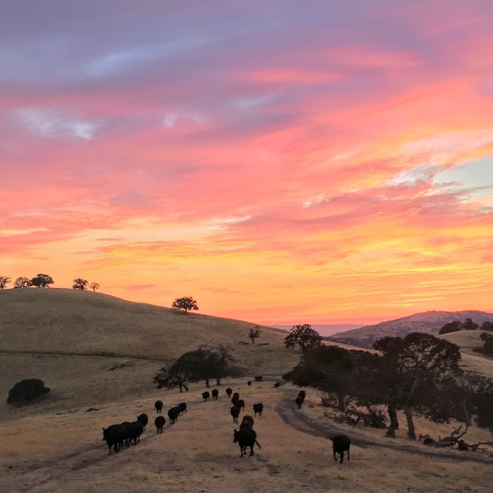 Looking west at the golden rolling hills of the diablo range at a pink and gold sunset, with cattle spread out across the ridge top.
