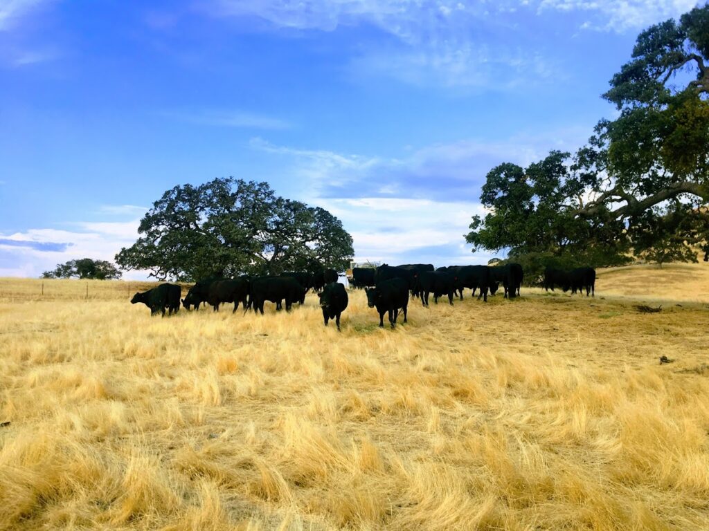 A herd of cattle walking towards camera on golden rolling hill.