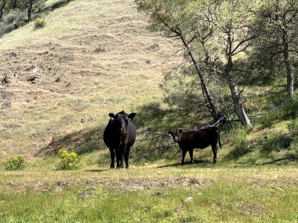 Cow and calf looking directly at camera on hillside with oak trees and scrub in background.