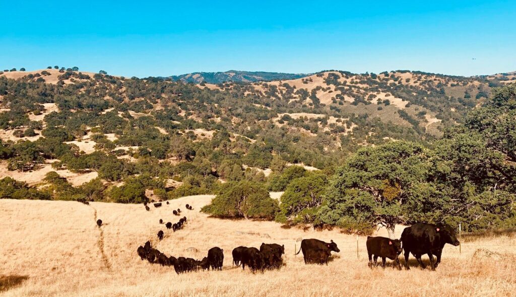 Looking out over summer golden hills with lots of oak trees and scrubbrush, a line of black angus cattle stretches out for “miles” walking towards the foreground.