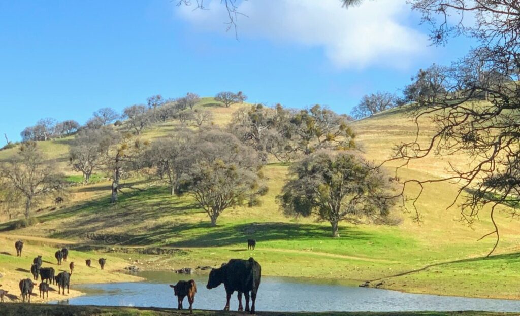 Spring green hills against blue sky with stock pond in the foreground and Cow-Calf pairs around the pond.