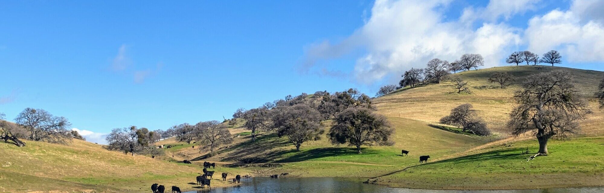 Cattle spread out over hills as spring turns to summer. The oak trees have lost their blooms and the sky is blue with some clouds