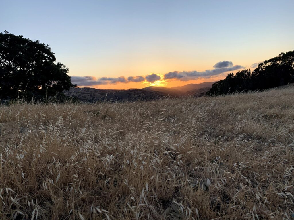 Summer grasses with golden sunset behind Mt. Diablo in background.

