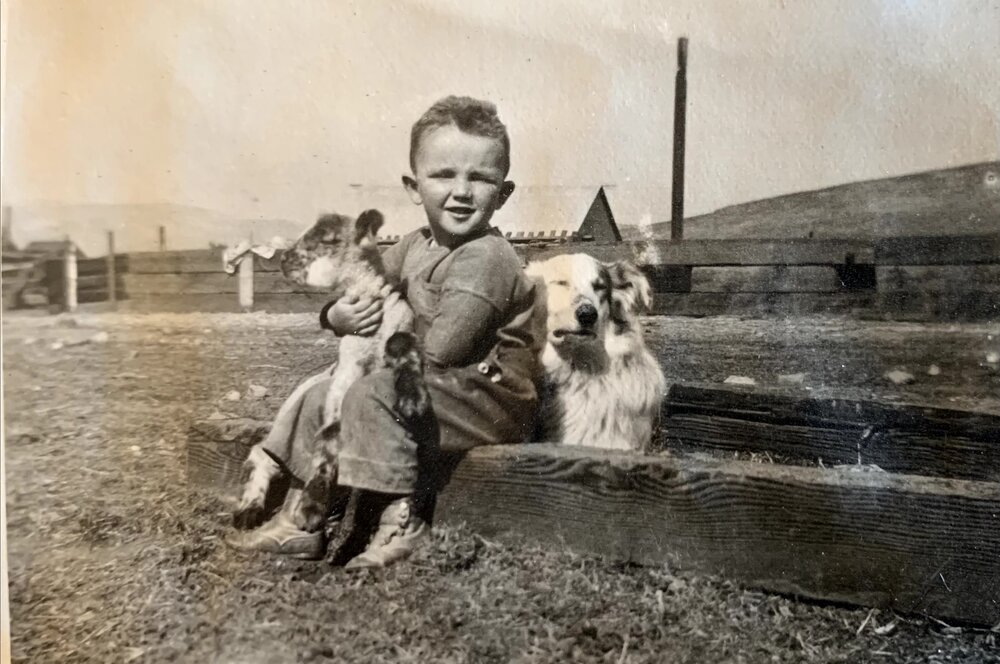 Black and white photo of a toddler Robert Connolly (3d Generation) sitting on the ranch hugging lamb with cattle dog snuggling up behind him.