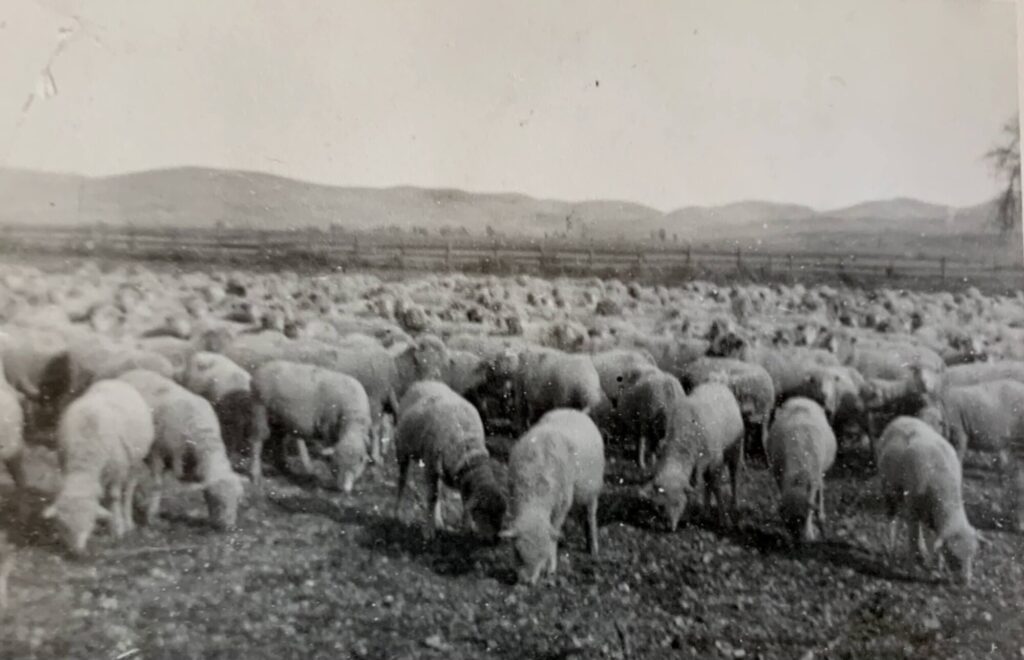 Black and white historic photo of sheep in a large pen on the ranch.