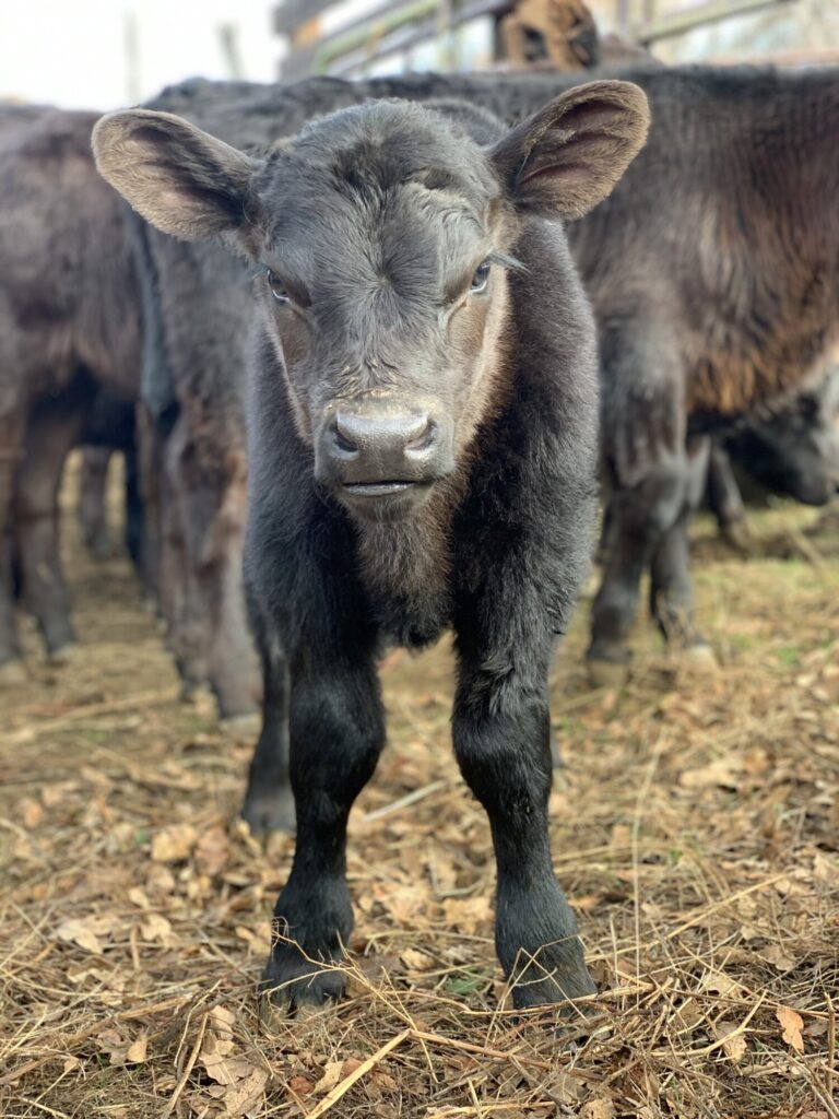 Tiny grumpy calf staring directly into camera lens like a sitcom.
