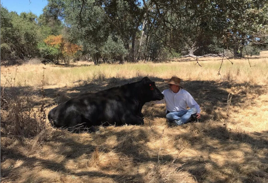 Mark Connolly sitting on the ground next to large bull laying down, petting the bull
