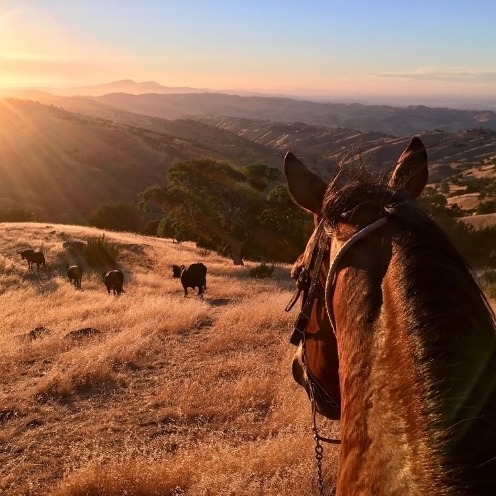 Sunset view from the back of a horse while gathering cattle. Horse’s head and cattle are visible, with Mt. Diablo in the background. 